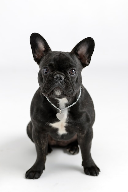 Portrait of a black french bulldog on a white background