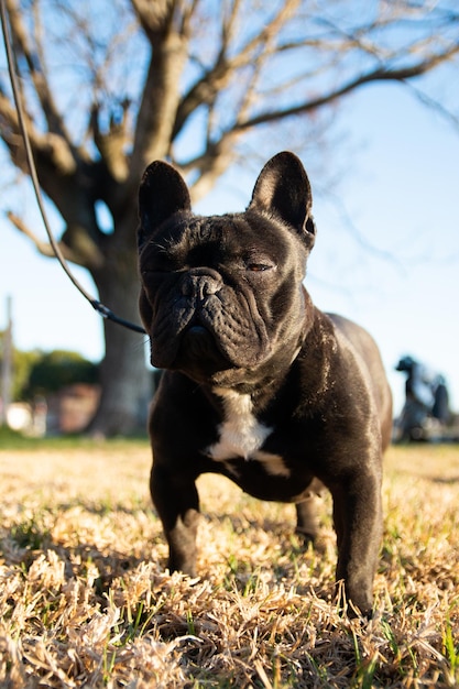 Foto ritratto di bulldog francese nero