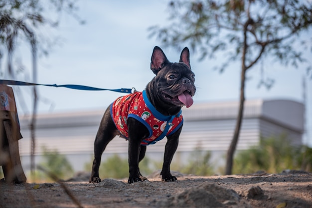 Portrait of black french bulldog