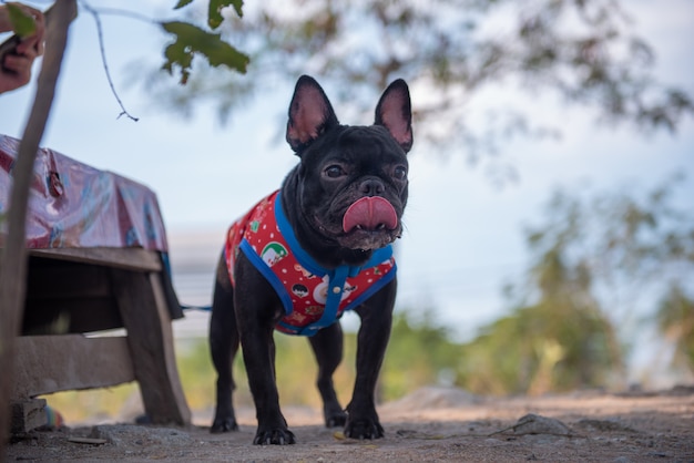 Portrait of black french bulldog