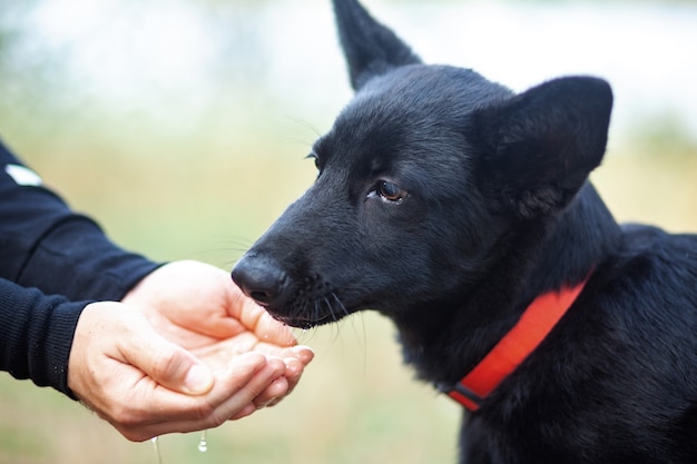 Portrait of Black German shepherd drinking water from hand.