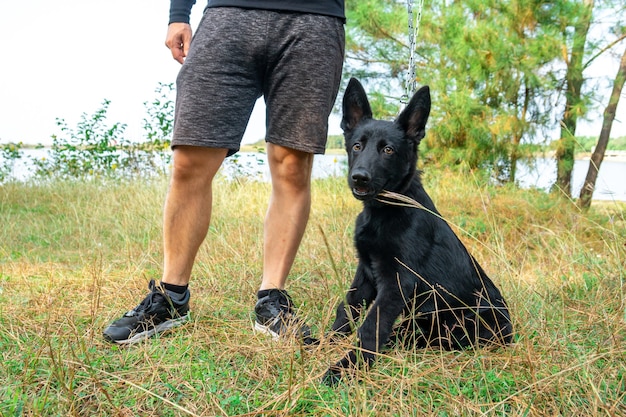 Portrait of Black German shepherd on green grass. Animal.