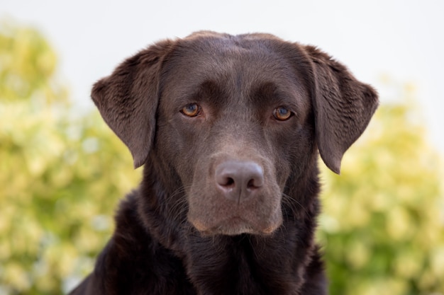 黒いゴールデンレトリーバー犬の肖像画