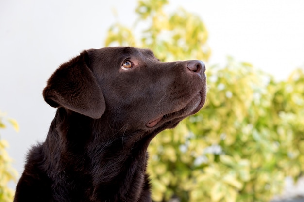 黒いゴールデンレトリーバー犬の肖像画