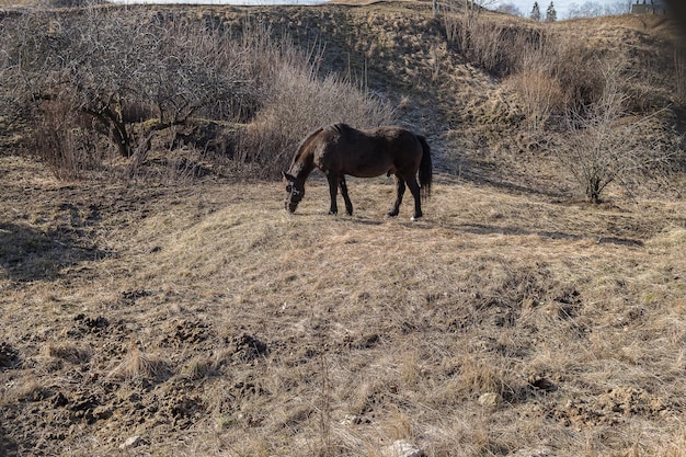 Portrait of a black horse head behind a hedge against a background of a dry grass fieldmeadow in the spring Wild horses outdoorsSpring scenic landscape with horse