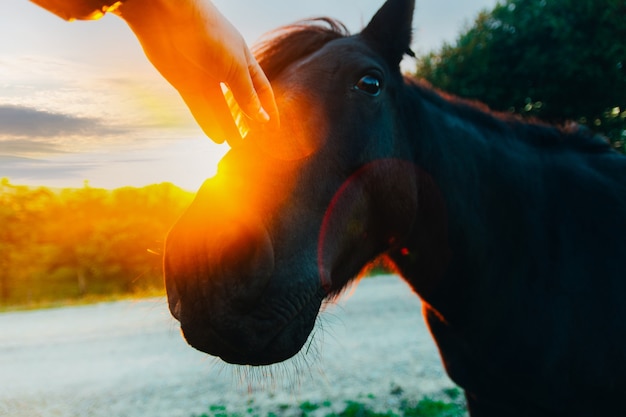 Ritratto di cavallo nero in un bosco di equitazione con la mano di un uomo che lo accarezza