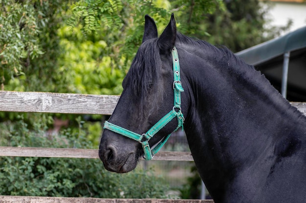 Ritratto di un cavallo nero in un paddock di legno su uno sfondo di legno verde