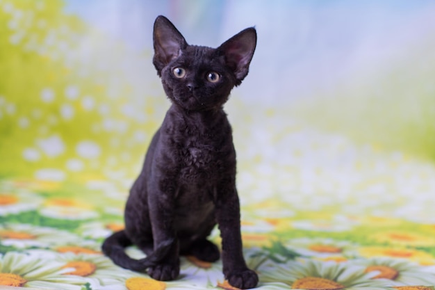 Devonrex 품종의 검은 고양이의 초상화