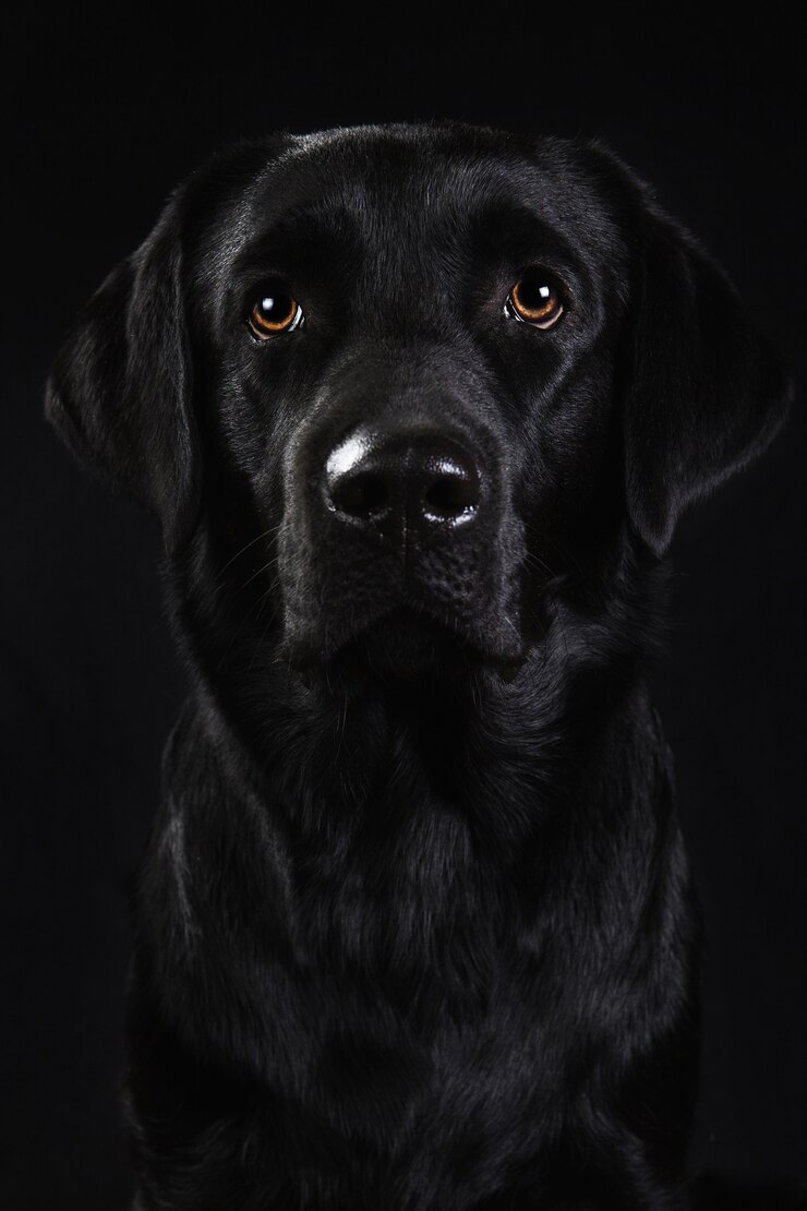 孤立して座っている黒いラブラドール犬の肖像画