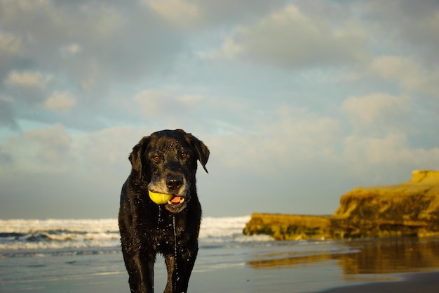 Photo portrait of black labrador carrying ball in mouth at beach