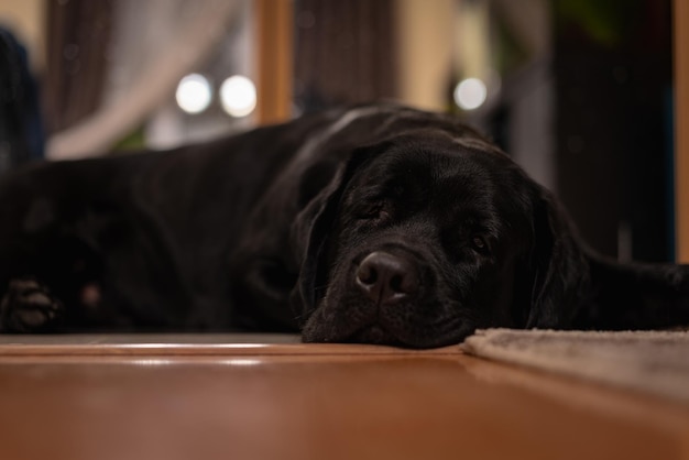 Portrait of a black labrador lying on the floor love for animals concept