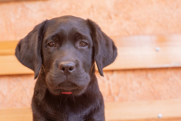 Portrait of a black labrador retriever puppy Dog on a beige background