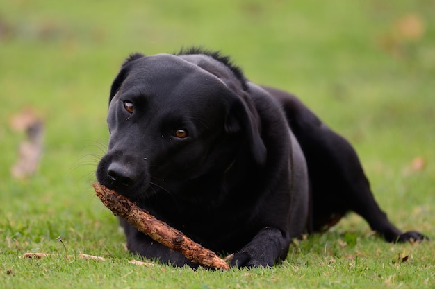 Photo portrait of black labrador with stick on grassy field