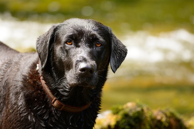 Foto ritratto di un labrador nero