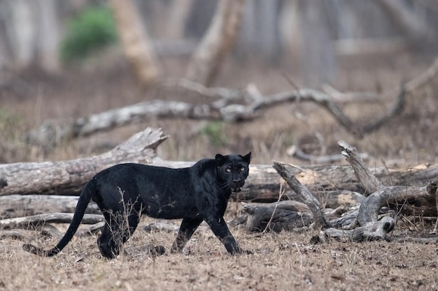 Photo portrait of black panther walking on field in forest