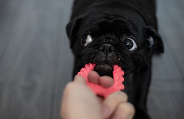 Ritratto di un cane pug nero, di profilo