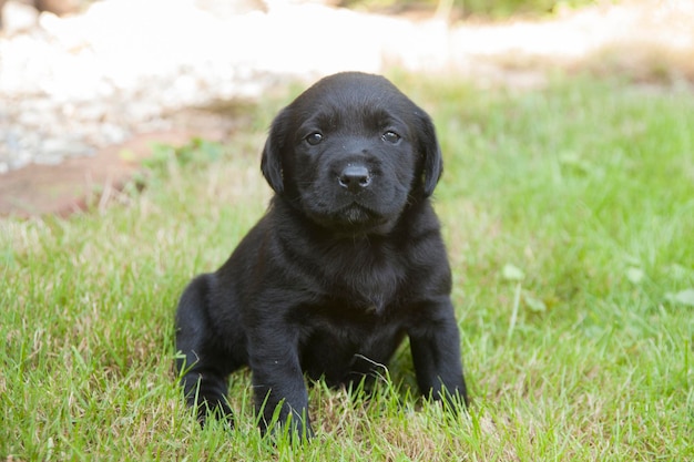 Photo portrait of black puppy sitting on field