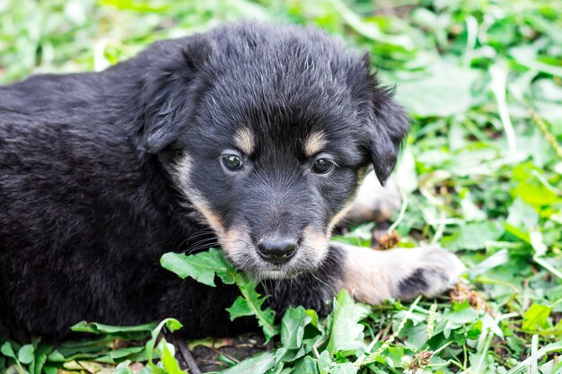 Portrait of a black puppy sitting on the grass, close up