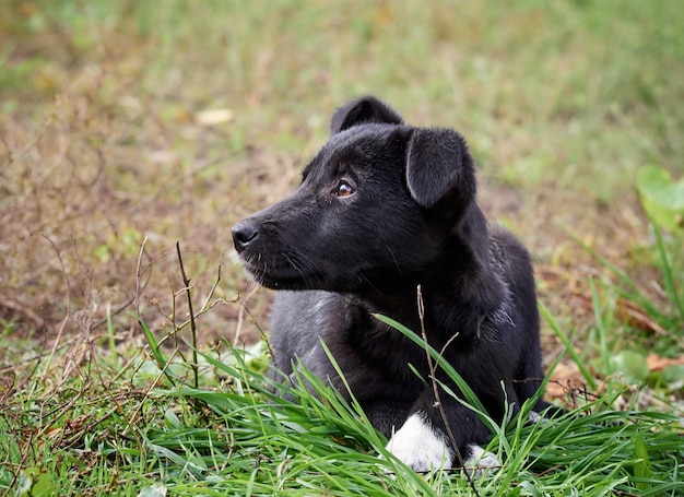 Photo portrait of a black puppy