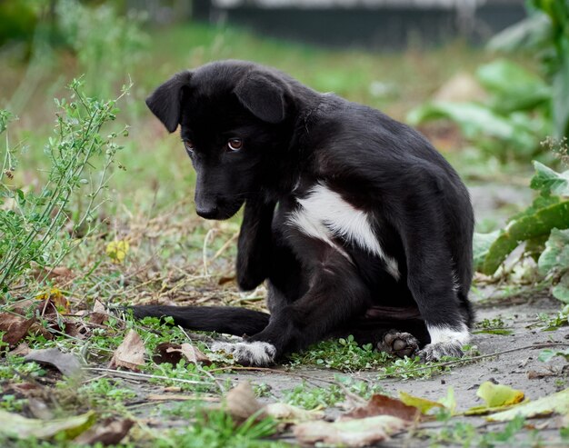 Portrait of a black puppy