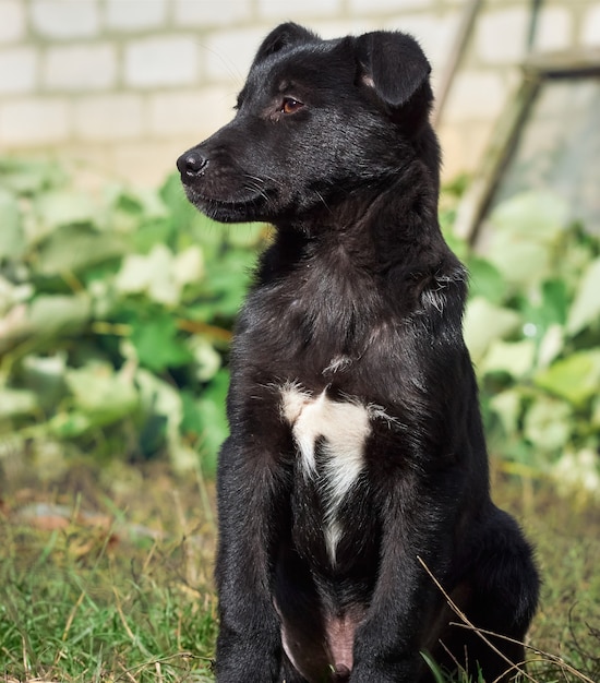 黒い子犬の肖像画。