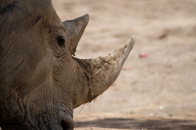 Portrait of a black rhino (Diceros bicornis)