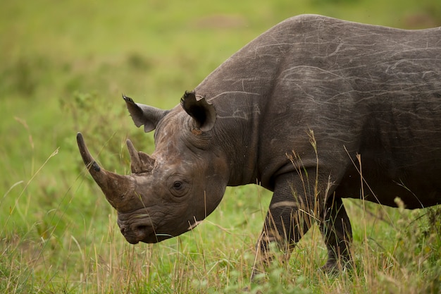 Портрет черного носорога