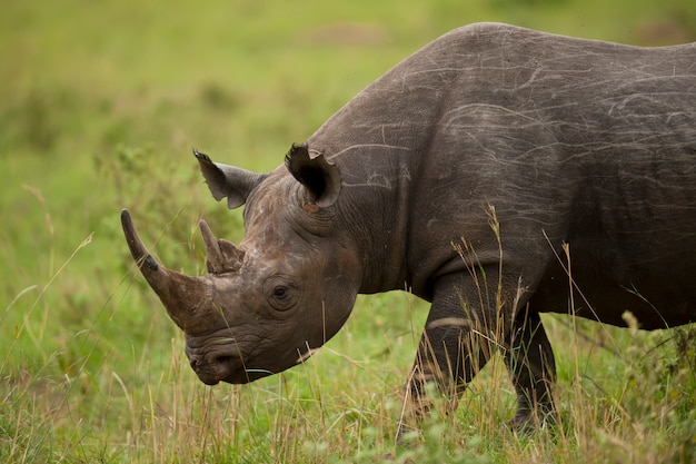 Portrait of a Black Rhinoceros