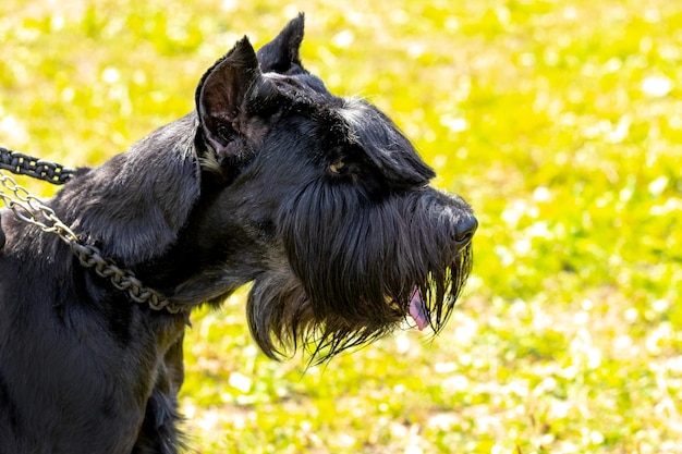 黒い毛むくじゃらの犬種の巨人シュナウザー・リーゼンシュナウザーの肖像