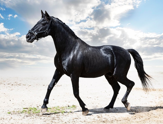 portrait of a black stallion in the nature