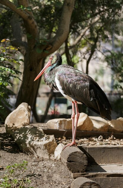 Portrait of black stork in nature