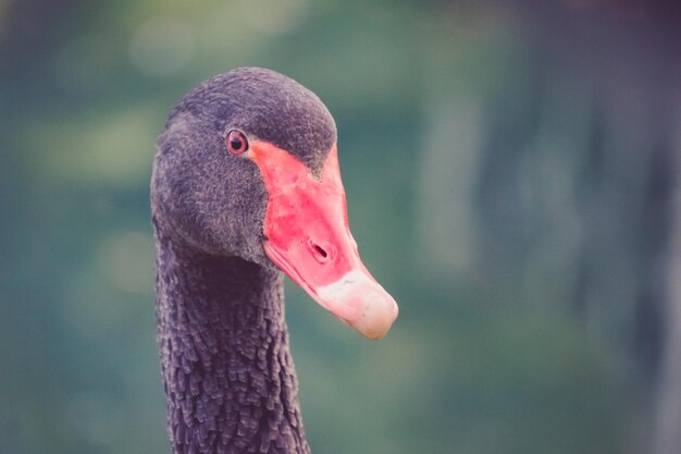 portrait of a black Swan on a green blurred background