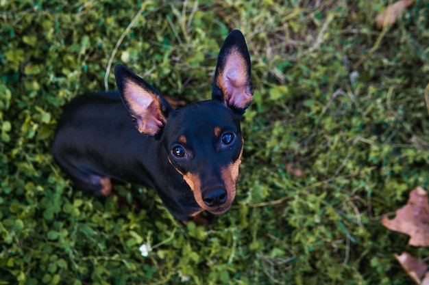 黒と黄褐色のミニチュアピンシャーの肖像画、クローズアップ、素敵な夏の日。かわいい犬