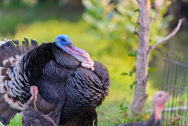 Portrait of black turkey on nature. 