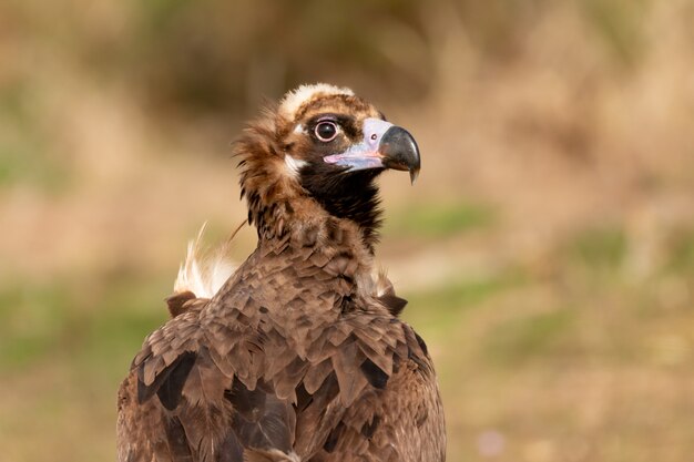 Portrait of a black vulture 