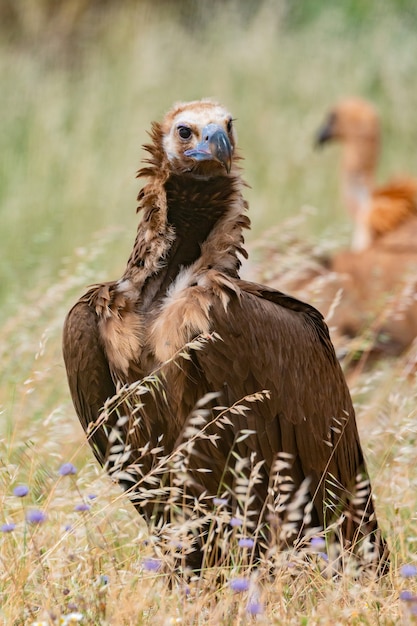 Photo portrait of a black vulture