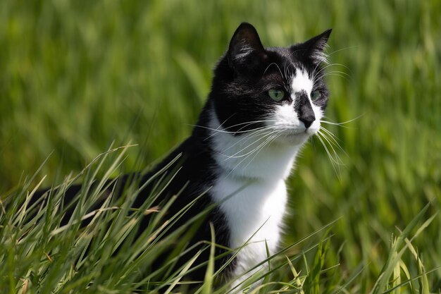 Foto ritratto di un gatto bianco e nero su uno sfondo di erba verde