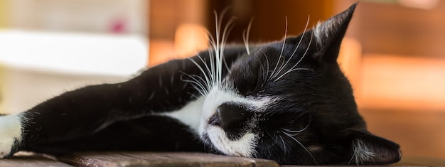 Foto ritratto di gatto bianco e nero che dorme sul tavolo