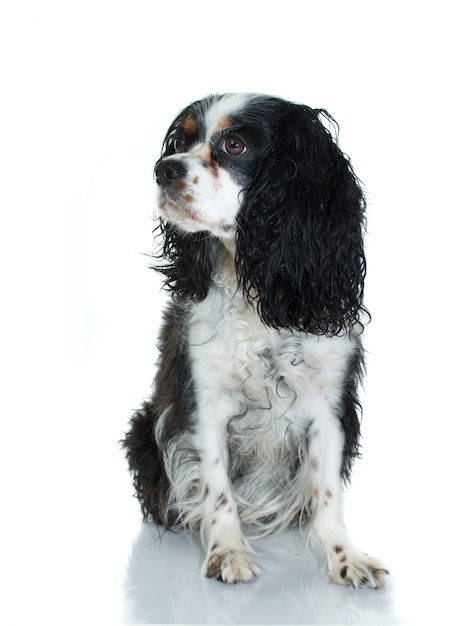 PORTRAIT OF A BLACK AND WHITE CAVALIER CHARLES DOG