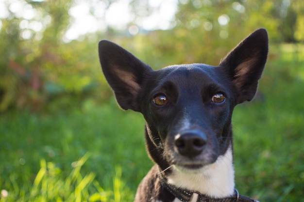 Portrait of a black and white dog in a parku dog39s
glances