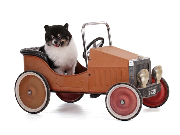 Portrait of a black and white dwarf Pomeranian in a small old car on white background