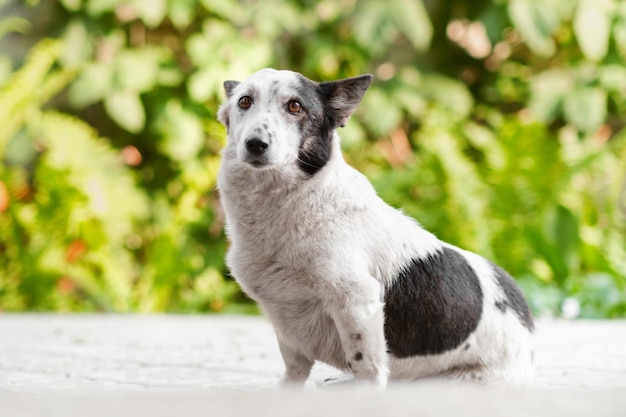 Portrait of a black and white small cute dog sitting on the pavement lush greens behind her