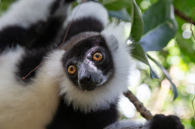 Il ritratto di un vari lemur in bianco e nero