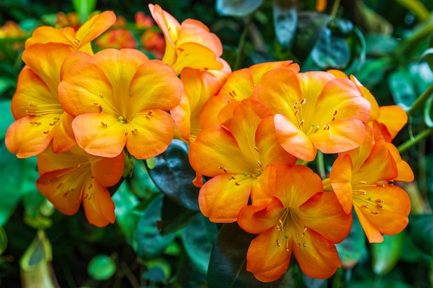 咲くオレンジ色の蘭の肖像画。