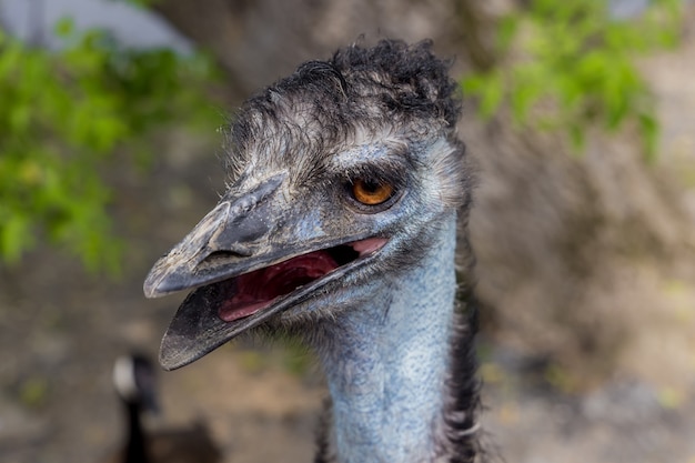 Portrait of blue emu with open mouth.