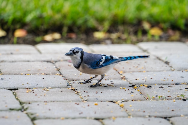 Portrait of a Blue jay standing on cement tiles and grass