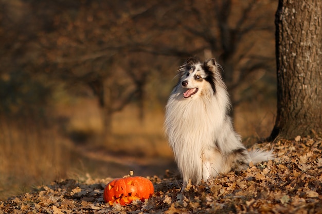 가을 공원에서 할로윈을 위해 호박을 든 Blue Merle 거친 머리 Merle Collie의 초상화