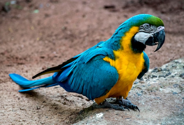 青と黄色のコンゴウインコ Ara ararauna 絶滅危惧種の鳥の肖像画