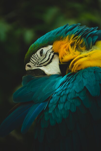 Photo portrait of blue-and-yellow macaw (ara ararauna)