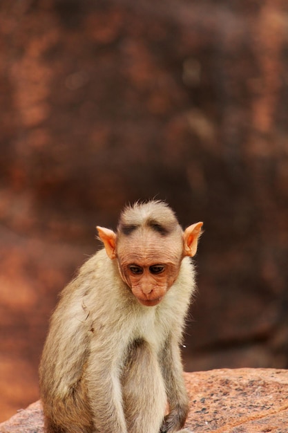 Photo portrait of the bonnet macaque the monkey in badami fort